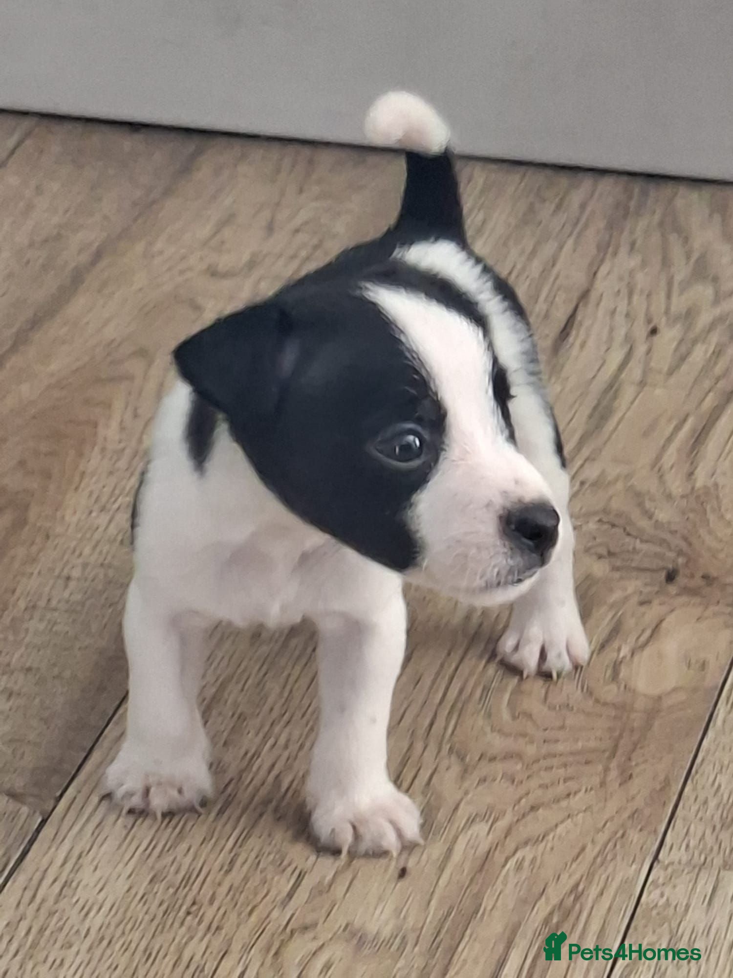Jack Russell dogs Beautiful Jack Russell Puppies - Advert 2