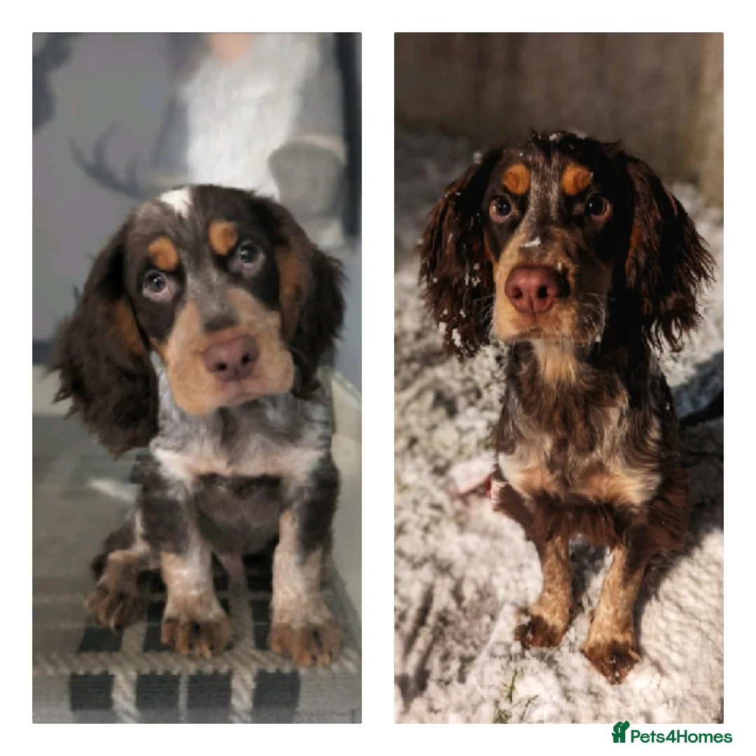 Cocker Spaniel dogs for stud: Cocker spaniel for stud. - Advert 5