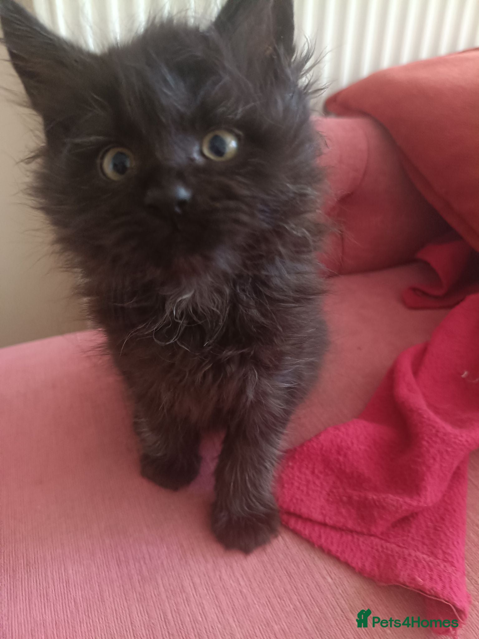Maine Coon cats Black smoked PANTHERS!! 😍 - Advert 2
