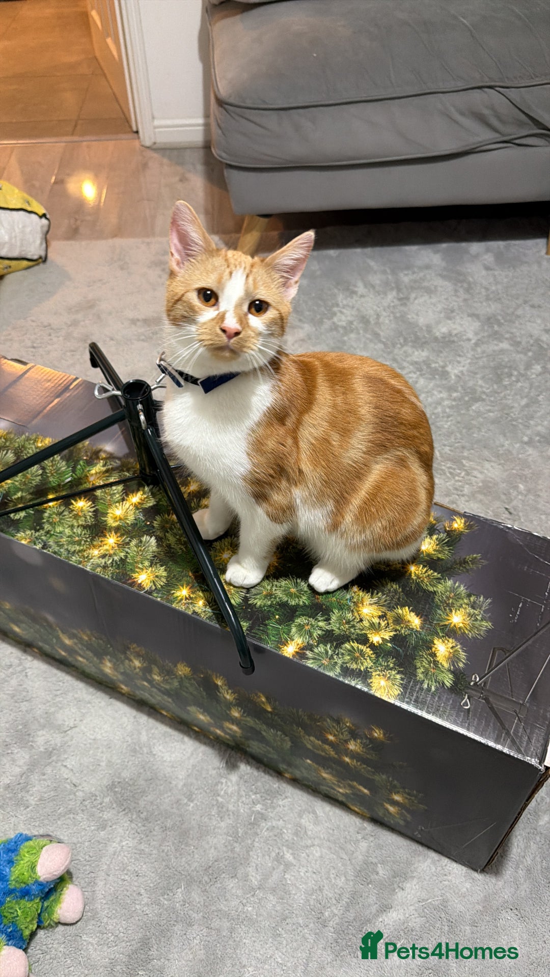 Mixed Breed cats for sale: 2 beautiful ginger cats - Advert 2