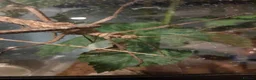 Stick Insects invertebrates for sale: Thai stick insects for sale - Advert 2