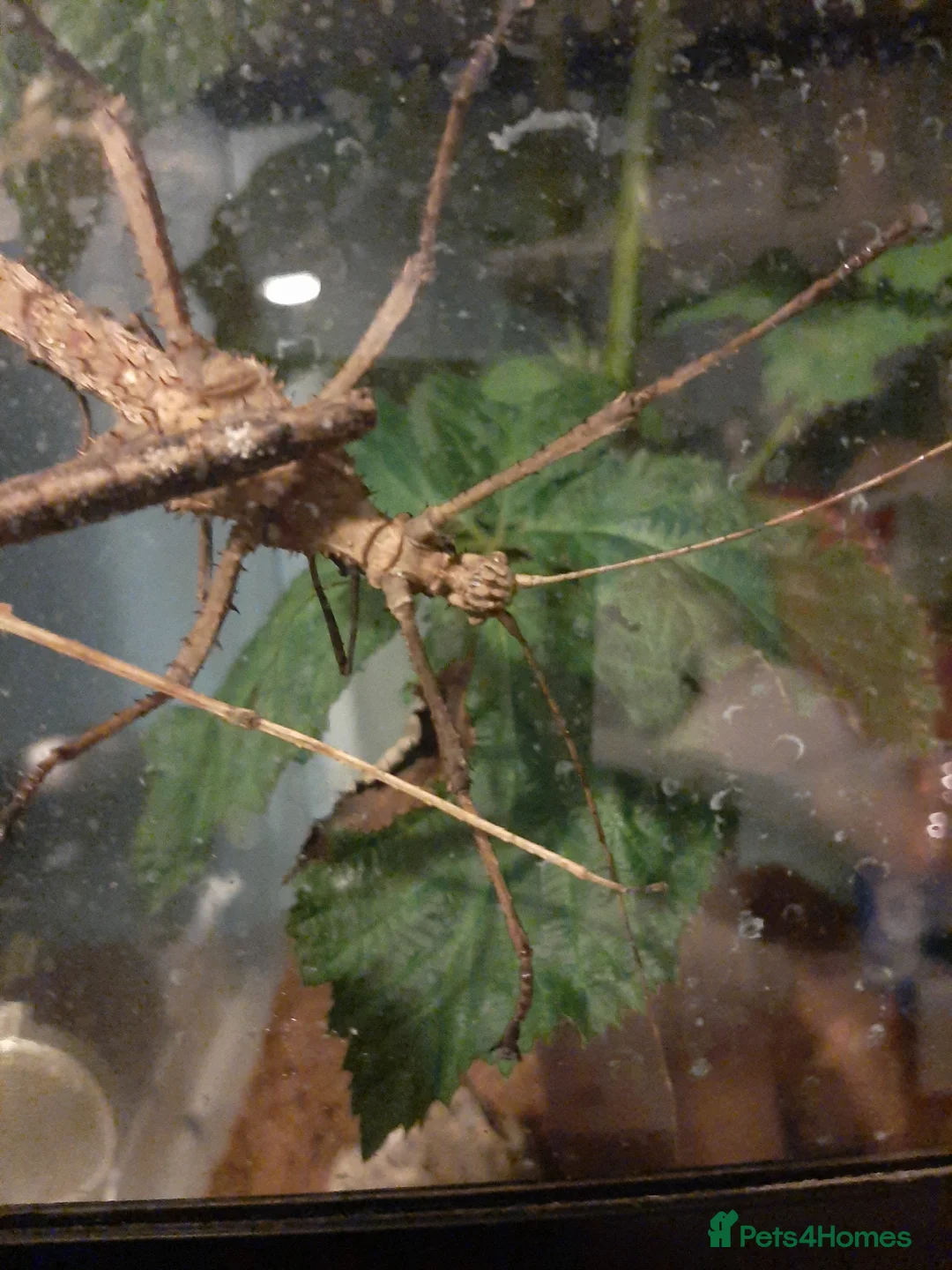 Stick Insects invertebrates for sale: Thai stick insects for sale - Advert 2