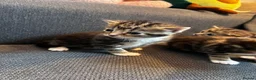 Mixed Breed cats for sale: 4 Beautiful Female Kittens Ready in August - Advert 9
