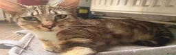 Mixed Breed cats for sale: Beautiful boys ready to go! in Horsham - Advert 3