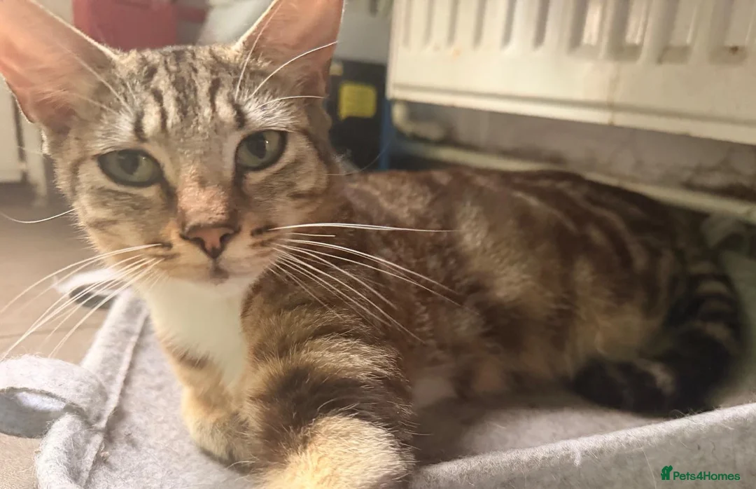 Mixed Breed cats for sale: Beautiful boys ready to go! in Horsham - Advert 3