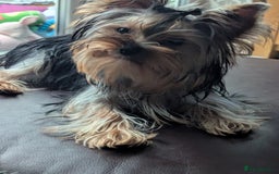 Yorkshire Terrier dogs for sale: Female Yorkshire terrier  - Image 1