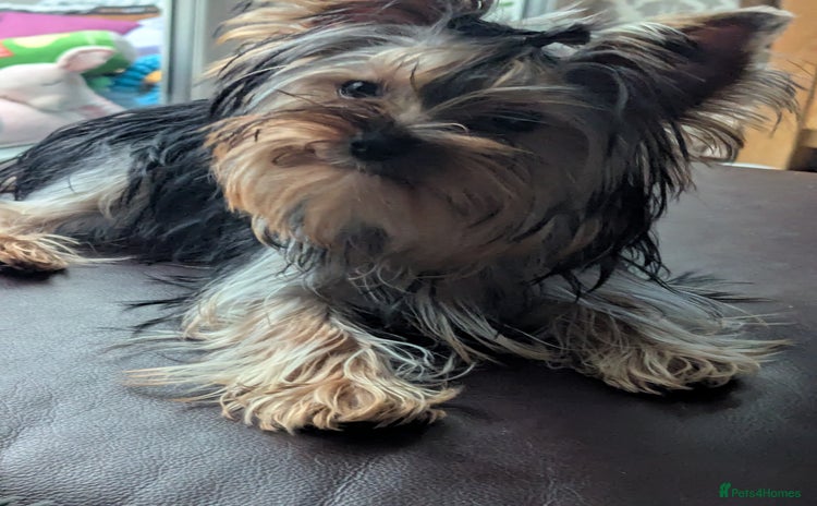 Yorkshire Terrier dogs - Advert 3