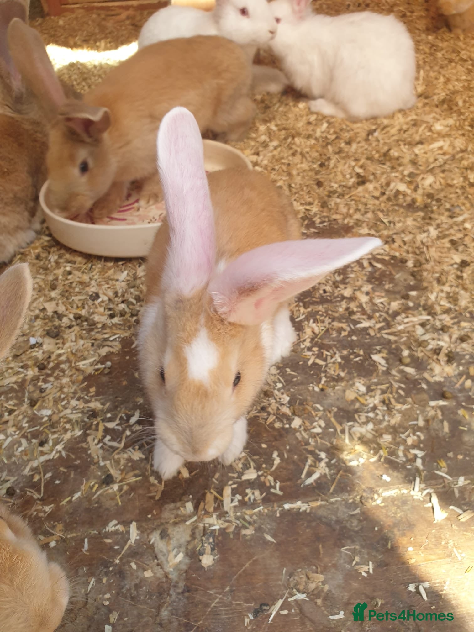 Continental Giant rabbits 2 Male continental giants  - Advert 2