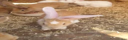 Continental Giant rabbits for sale: 2 Male continental giants  - Advert 1
