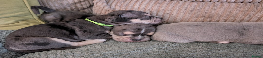 English Bulldog Puppy 6