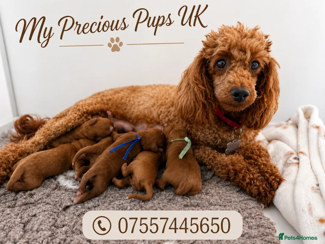 Cavapoo dogs for sale: 🧸F1 cavapoo temperament&health tested Kc parent🐻 - Advert 1