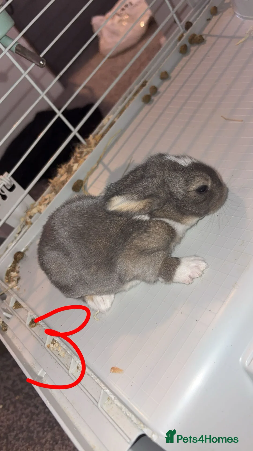 Mini Lop rabbits for sale: 4 pure breed mini lop - Advert 7