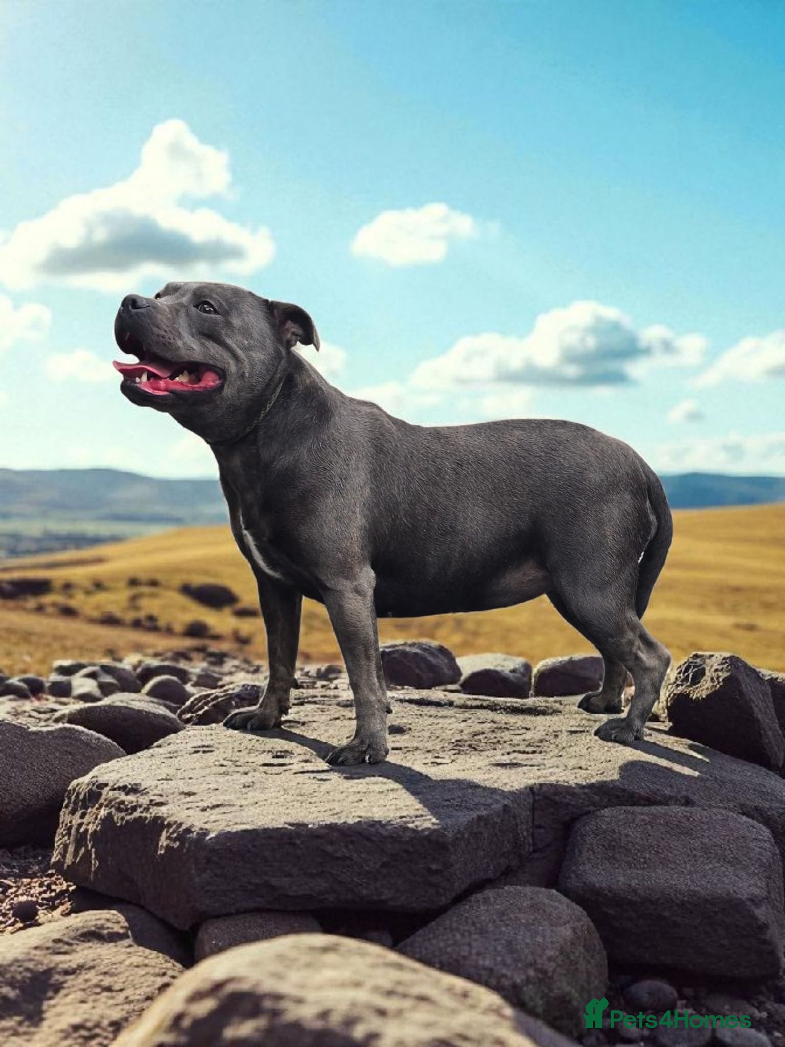 Staffordshire Bull Terrier dogs VALGO TOP GUN PUPPIES COMING SOON 😍  - Advert 2