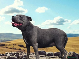 Staffordshire Bull Terrier dogs VALGO TOP GUN PUPPIES COMING SOON 😍 - Advert 1