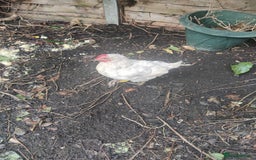 Chickens poultry for sale: Three laying leghorn and one maran - Image 3