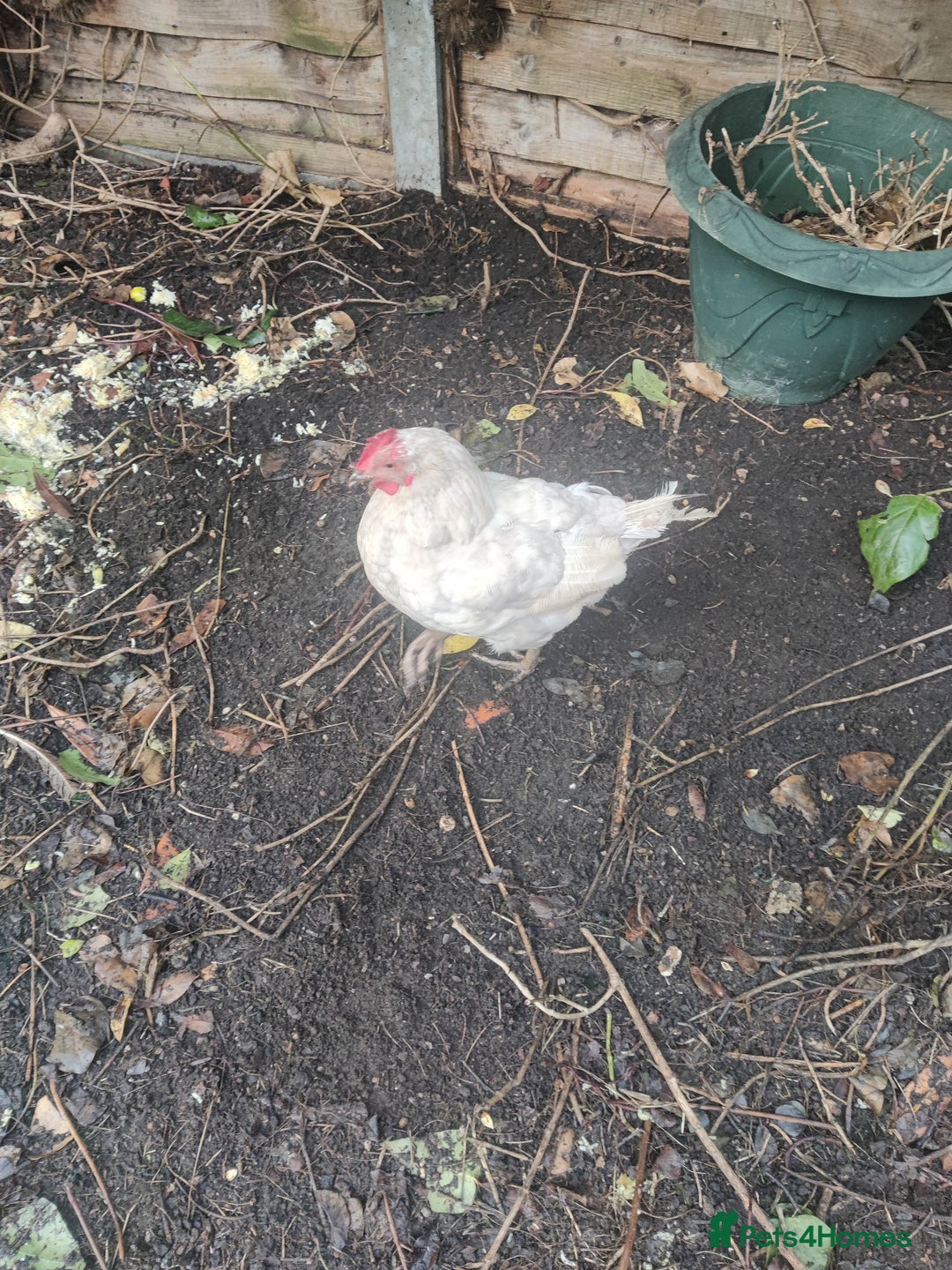 Chickens poultry for sale: Three laying leghorn and one maran - Image 3