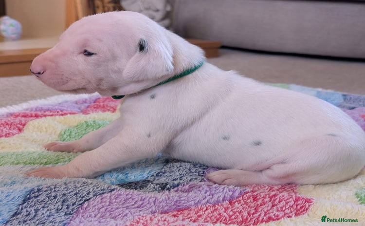 Dalmatian dogs - Advert 1