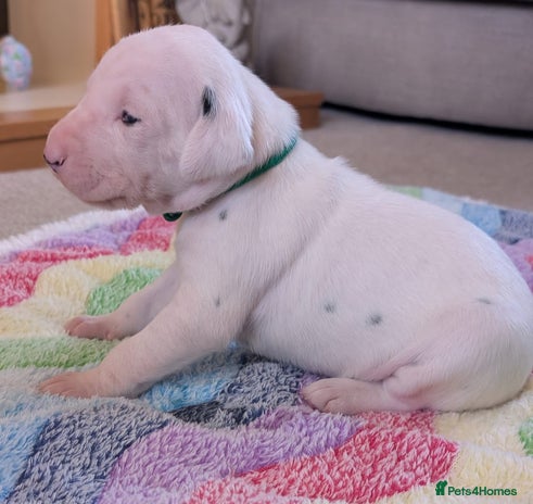 Dalmatian dogs - Advert 1