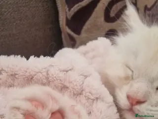 Maine Coon cats Cream and white large kitten Tica registered - Advert 1