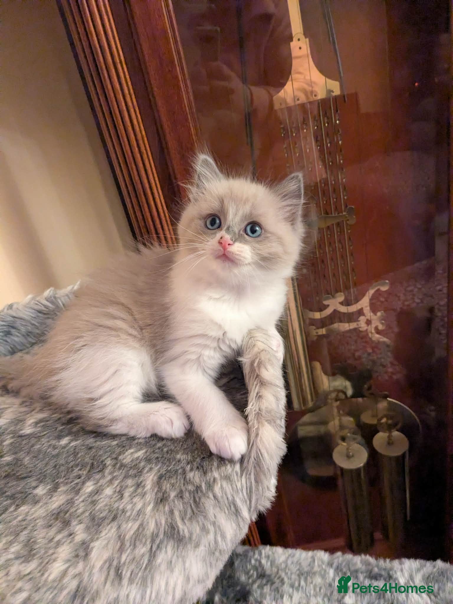 Ragdoll cats Very cute kitten girl - Advert 4