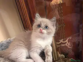 Ragdoll cats Very cute kitten girl - Advert 4