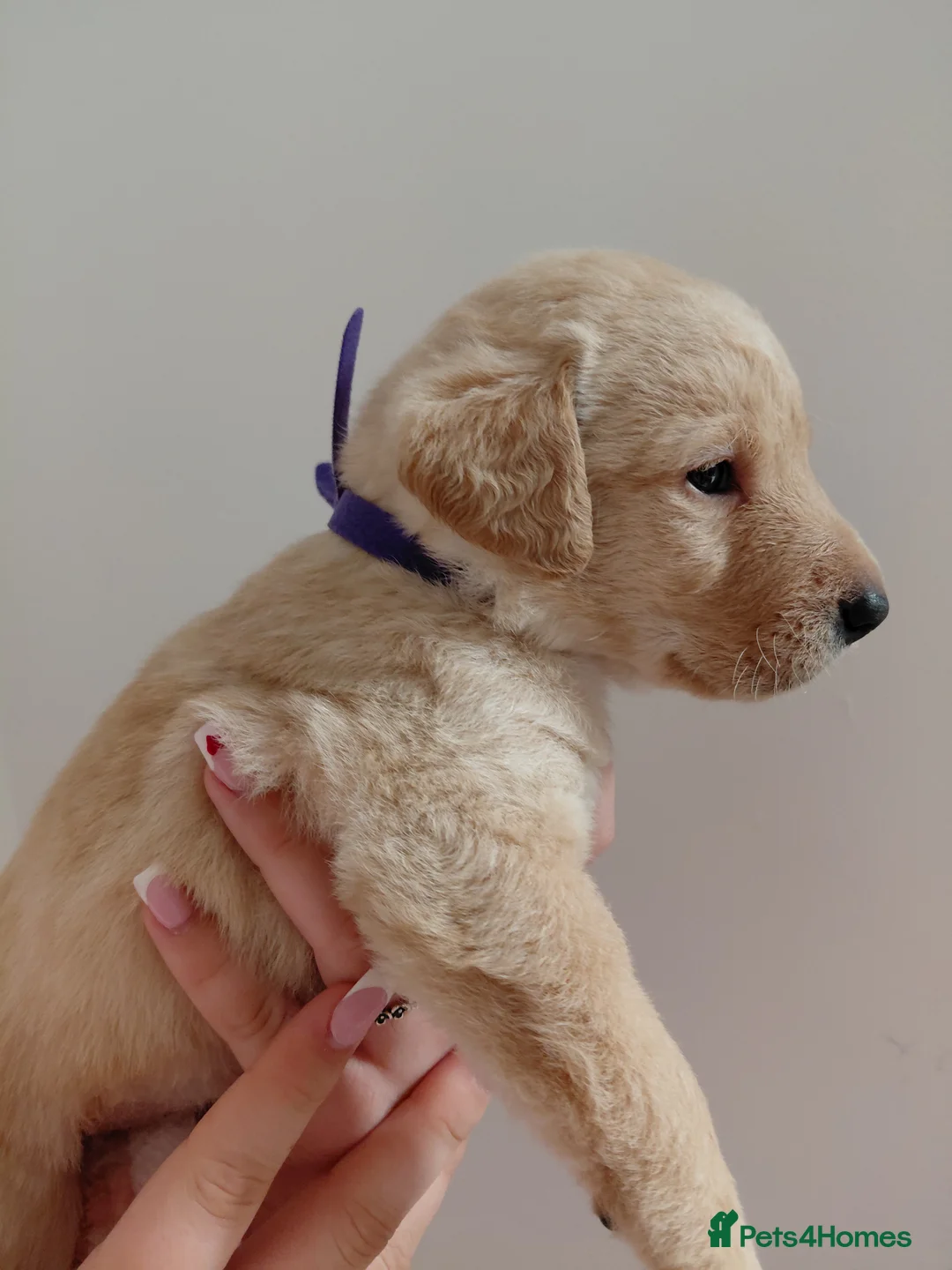 Labrador Retriever dogs for sale: Pure bred labrador puppies - Advert 19