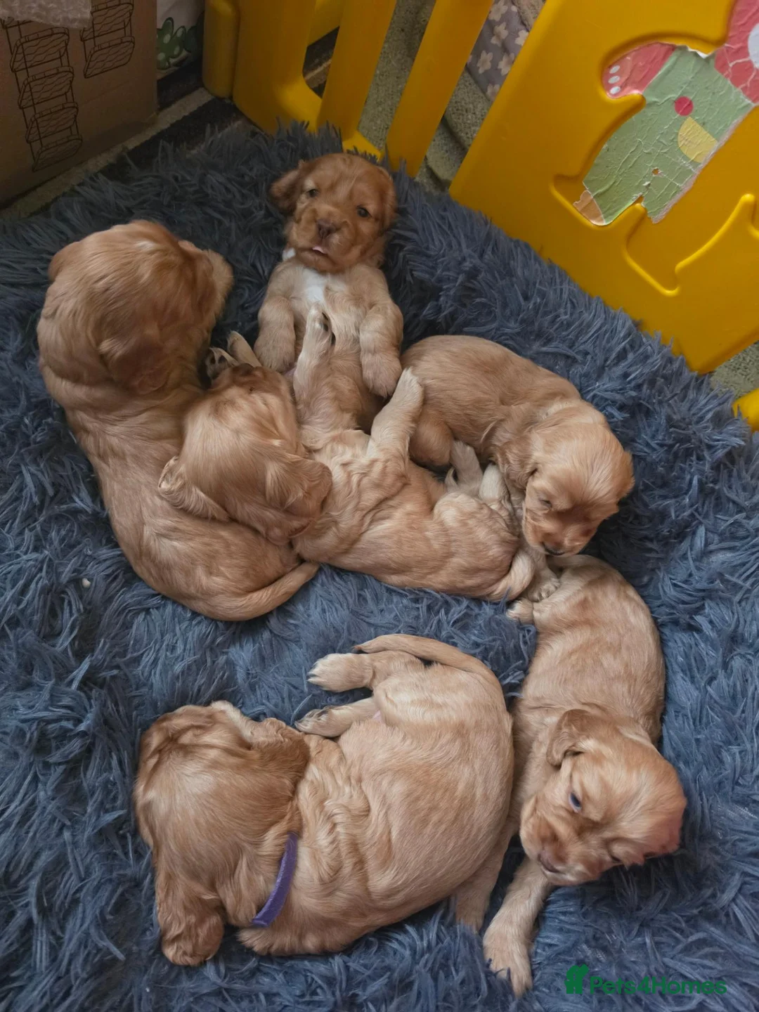 Cocker Spaniel dogs for sale: Beautiful 100% Cocker Spaniel puppies- litter of 6 - Advert 2