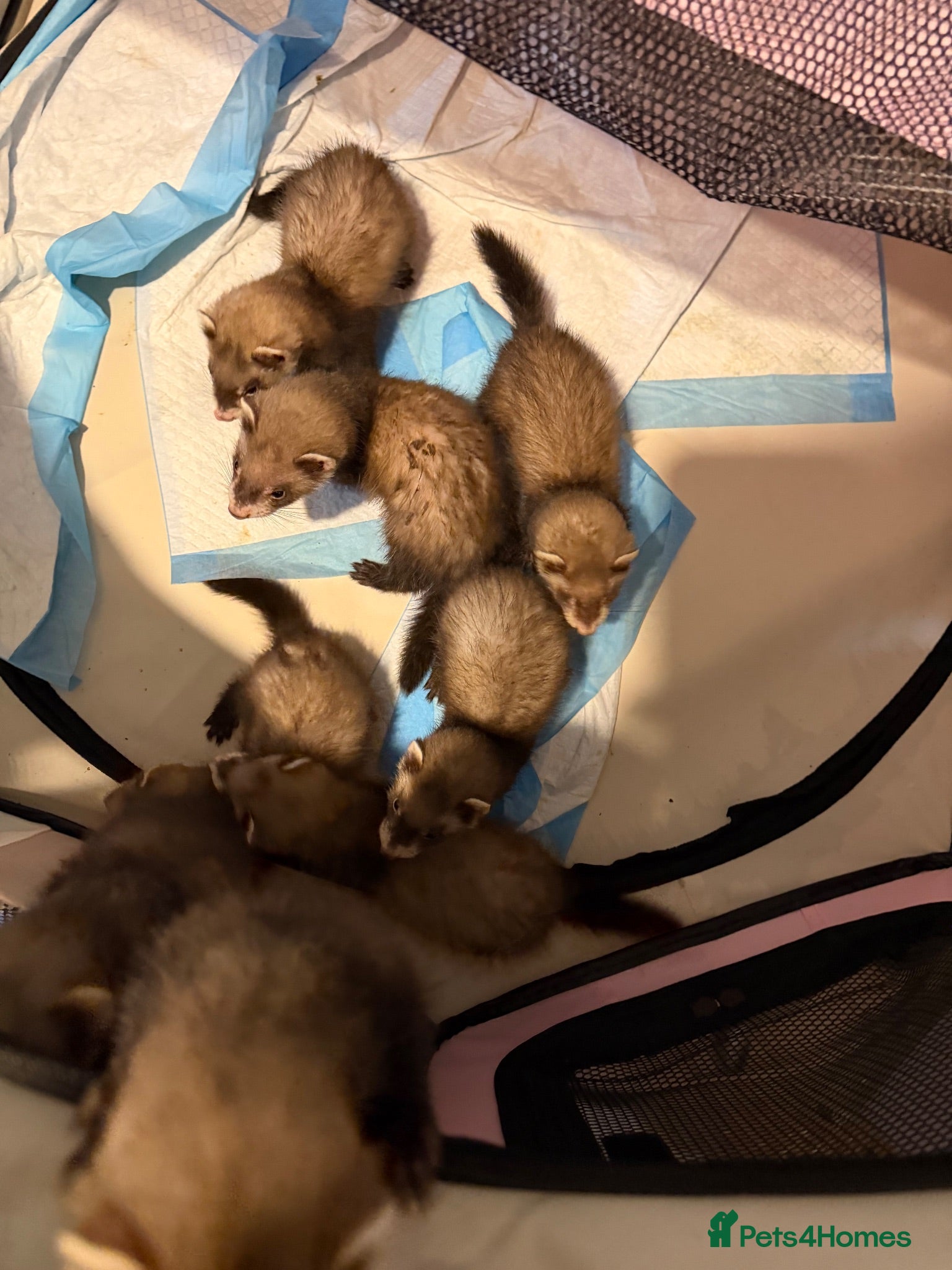 Ferret rodents Kits  - Advert 17