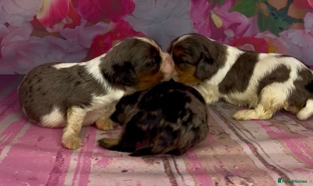 Cavalier King Charles Spaniel dogs for sale: Merle cavalier King Charles  - Image 6