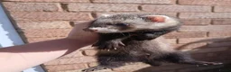 Ferret rodents for sale: 10 week old kits - Advert 17