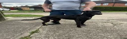 Lurcher dogs for sale: Bull greyhound dog in York - Advert 2