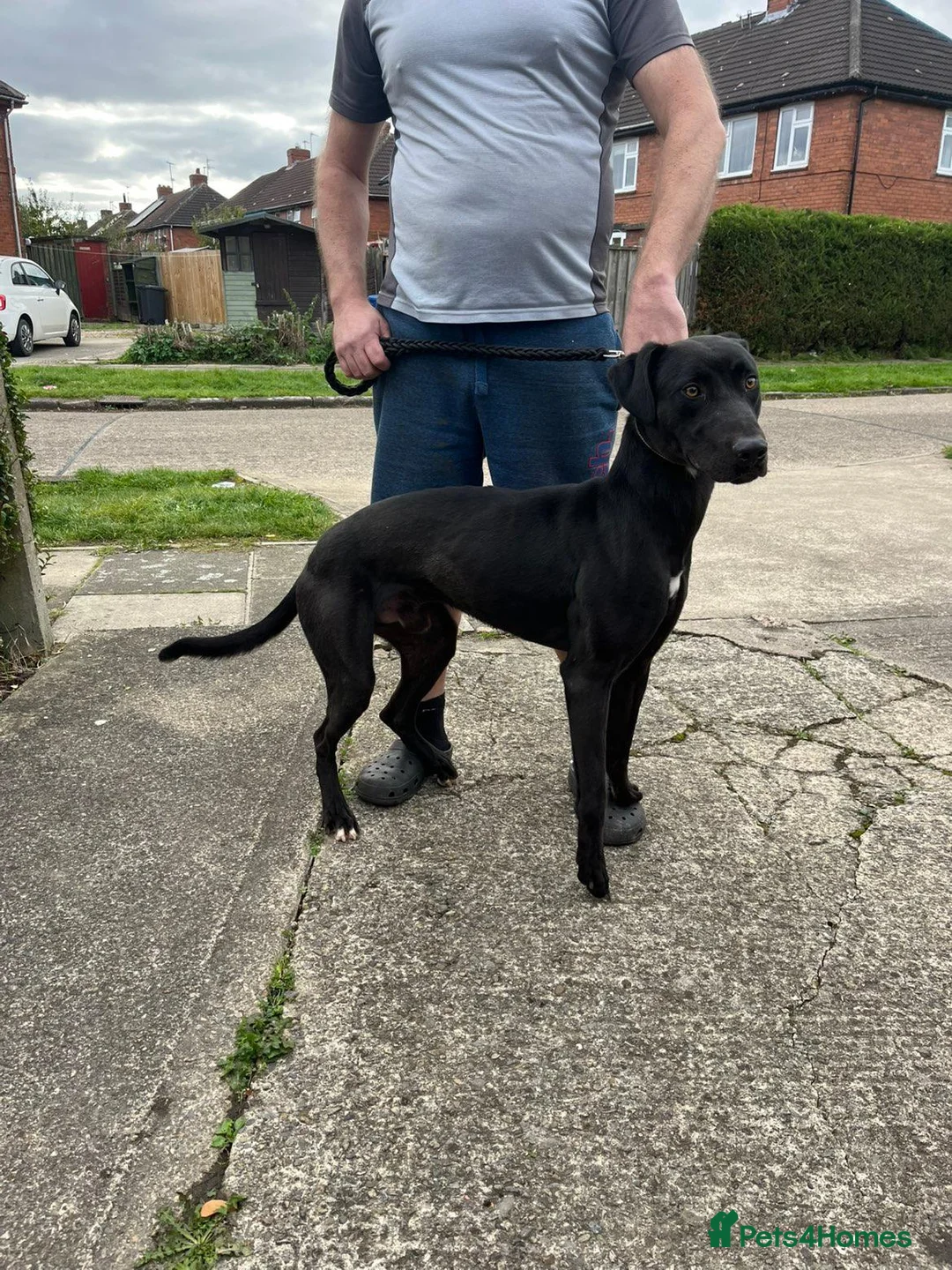 Lurcher dogs for sale: Bull greyhound dog in York - Advert 2