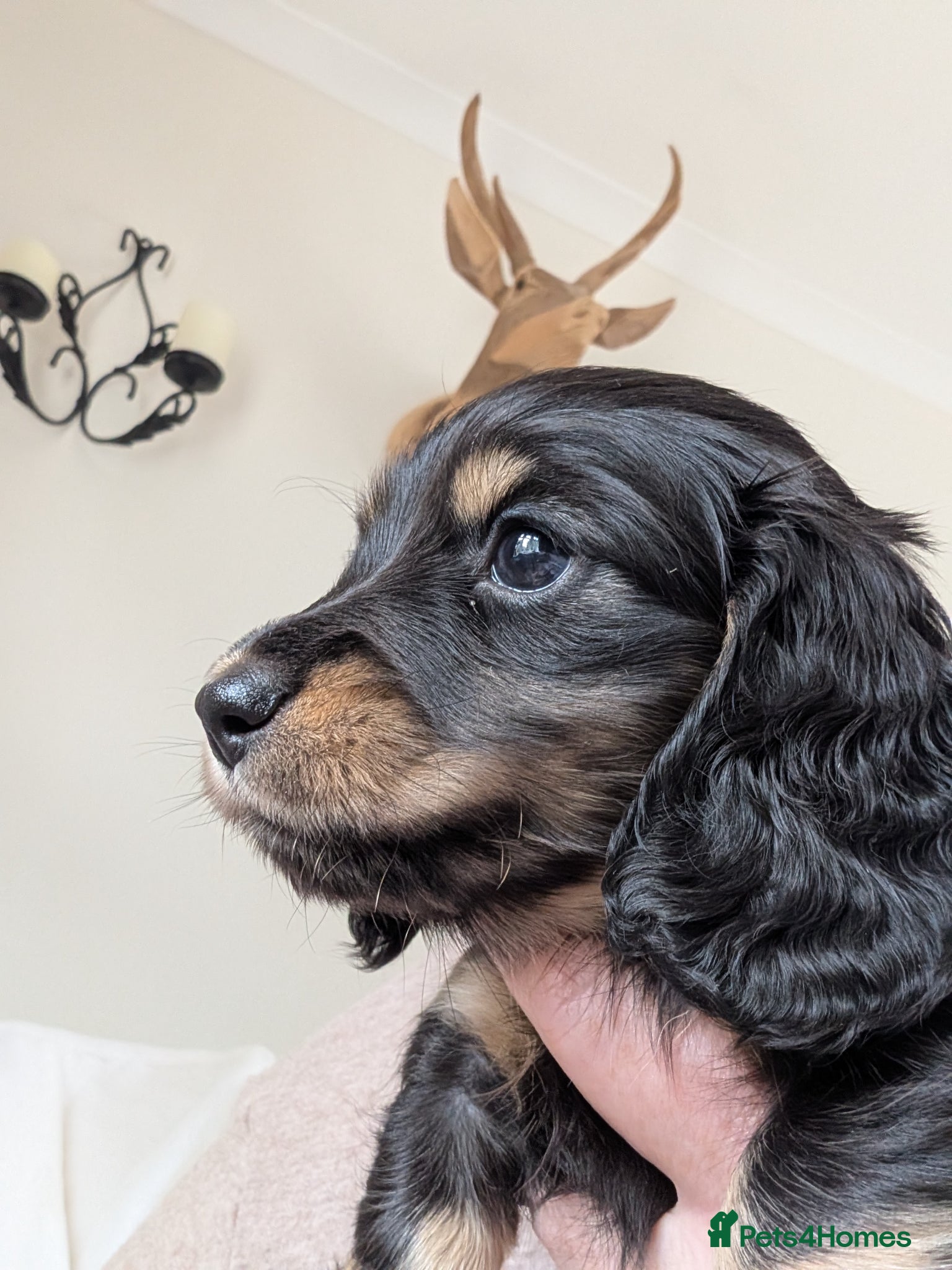 Miniature Dachshund dogs Last little fella stunning LH  - Advert 6