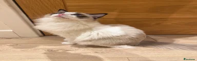 Ragdoll cat