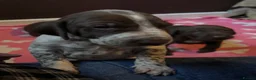 German Shorthaired Pointer dogs for sale: GSP puppies available to reserve - Advert 5