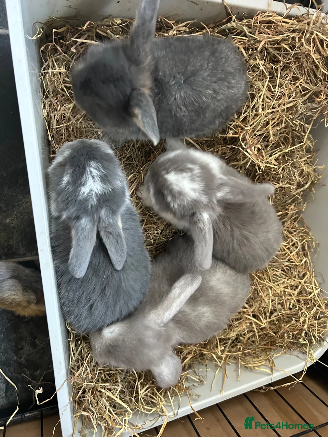 French Lop rabbits for sale: Litter of French lop rabbits  - Advert 1