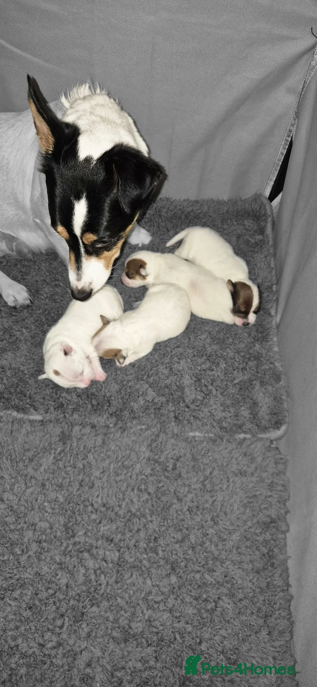 Jack Russell dogs for sale: Adorable little jack russel  in Blaenau Ffestiniog - Advert 7