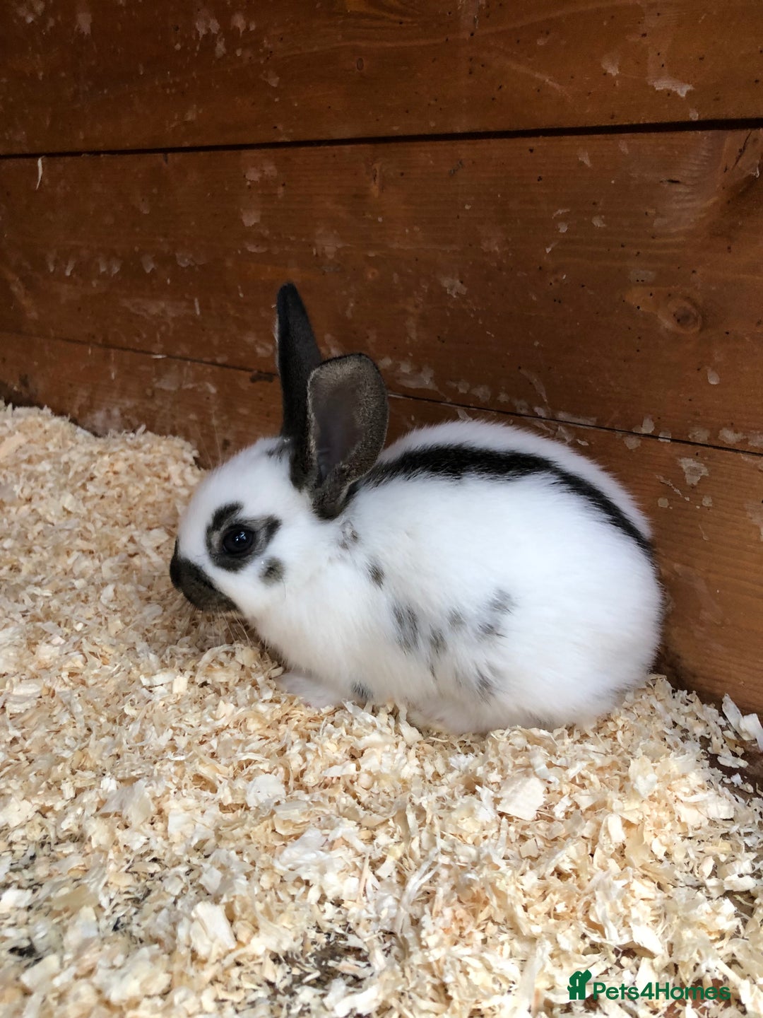 English Spot rabbits for sale: Baby English spot rabbits  in Wickford - Image 13