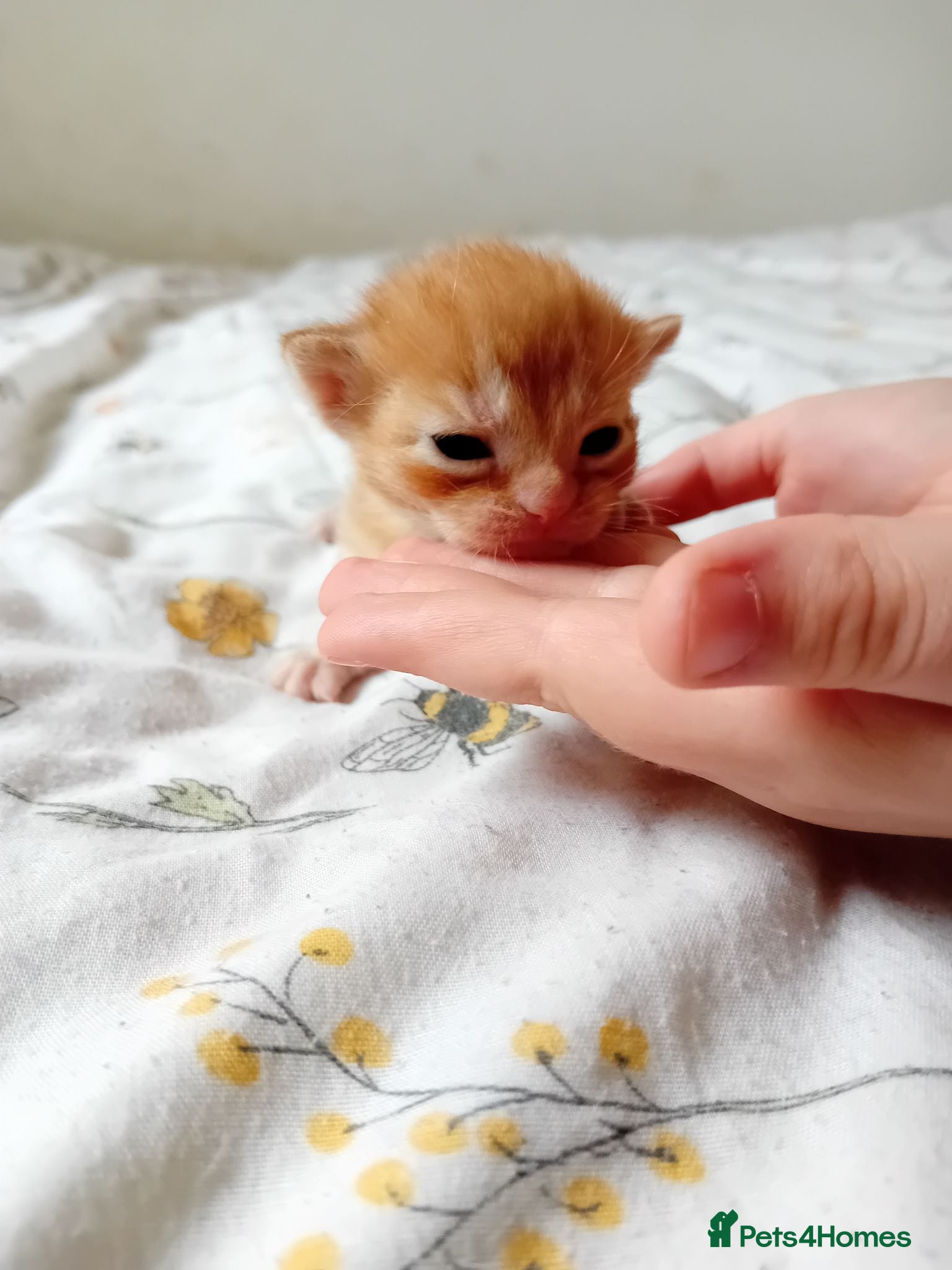 Mixed Breed cats Rare female kittens - Advert 2