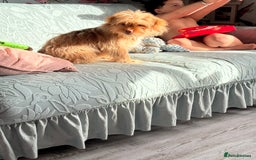 Mixed Breed dogs for sale: 6month old shihtzu x pomeranian - Advert 2