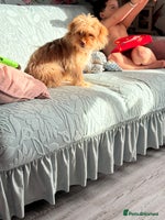 Mixed Breed dogs 6month old shihtzu x pomeranian - Advert 3