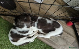 English Springer Spaniel dogs for sale: 🐾Beautiful KC Registered ES Spaniel Puppies🐾 - Image 20