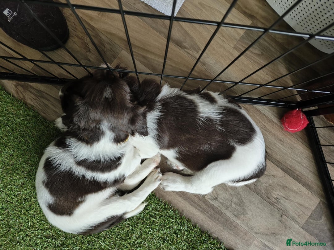 English Springer Spaniel dogs for sale: 🐾Beautiful KC Registered ES Spaniel Puppies🐾 - Image 20