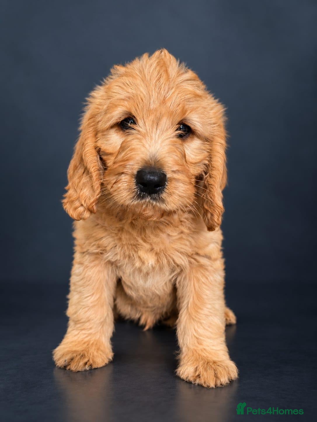 Labradoodle dogs 🐾 Beautiful Apricot Medium Labradoodle Boy 🧡 - Advert 9