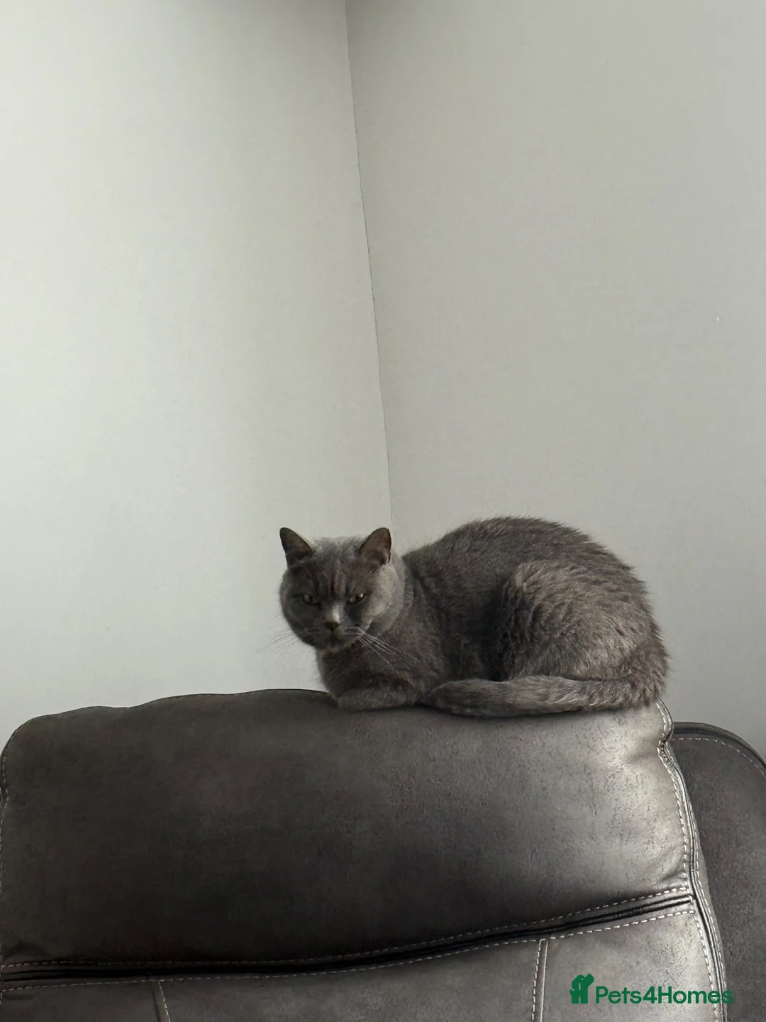 British Shorthair cats for sale: British shorthair kittens Ready Now - Advert 2