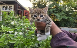 Bengal cats for sale: TWO Beautiful kittens of JOY remaining! - Image 1