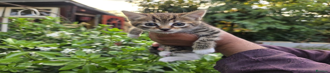 Bengal Kitten 1