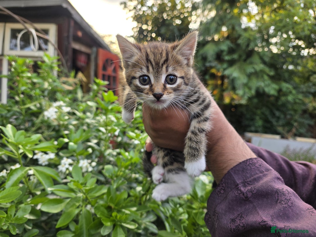 Bengal cats for sale: TWO Beautiful kittens of JOY remaining! - Image 1
