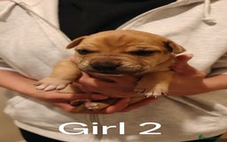 Mixed Breed dogs for sale: German Staffy Litter Available 12/10/25 - Image 19