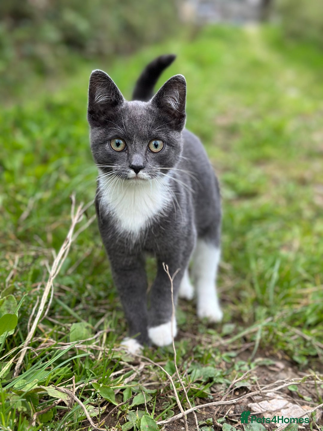 Mixed Breed cats for sale: 4 purr boxes  - Image 7